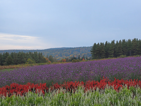 PA171380@