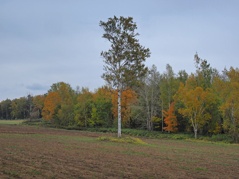 PA171386@