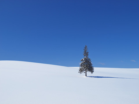 クリスマスツリーの木