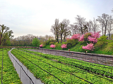 大王わさび農場1