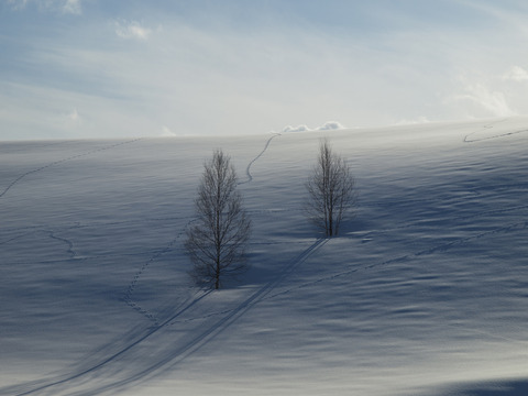 二人羽織の木２