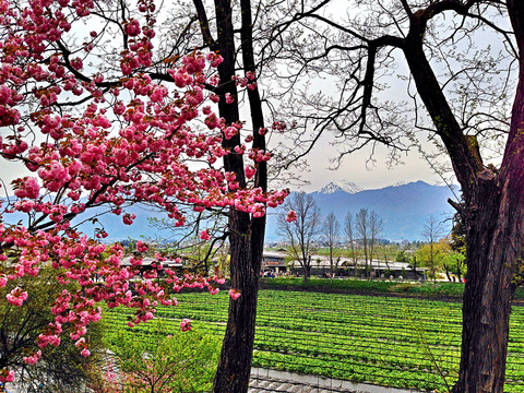 大王わさび農場2