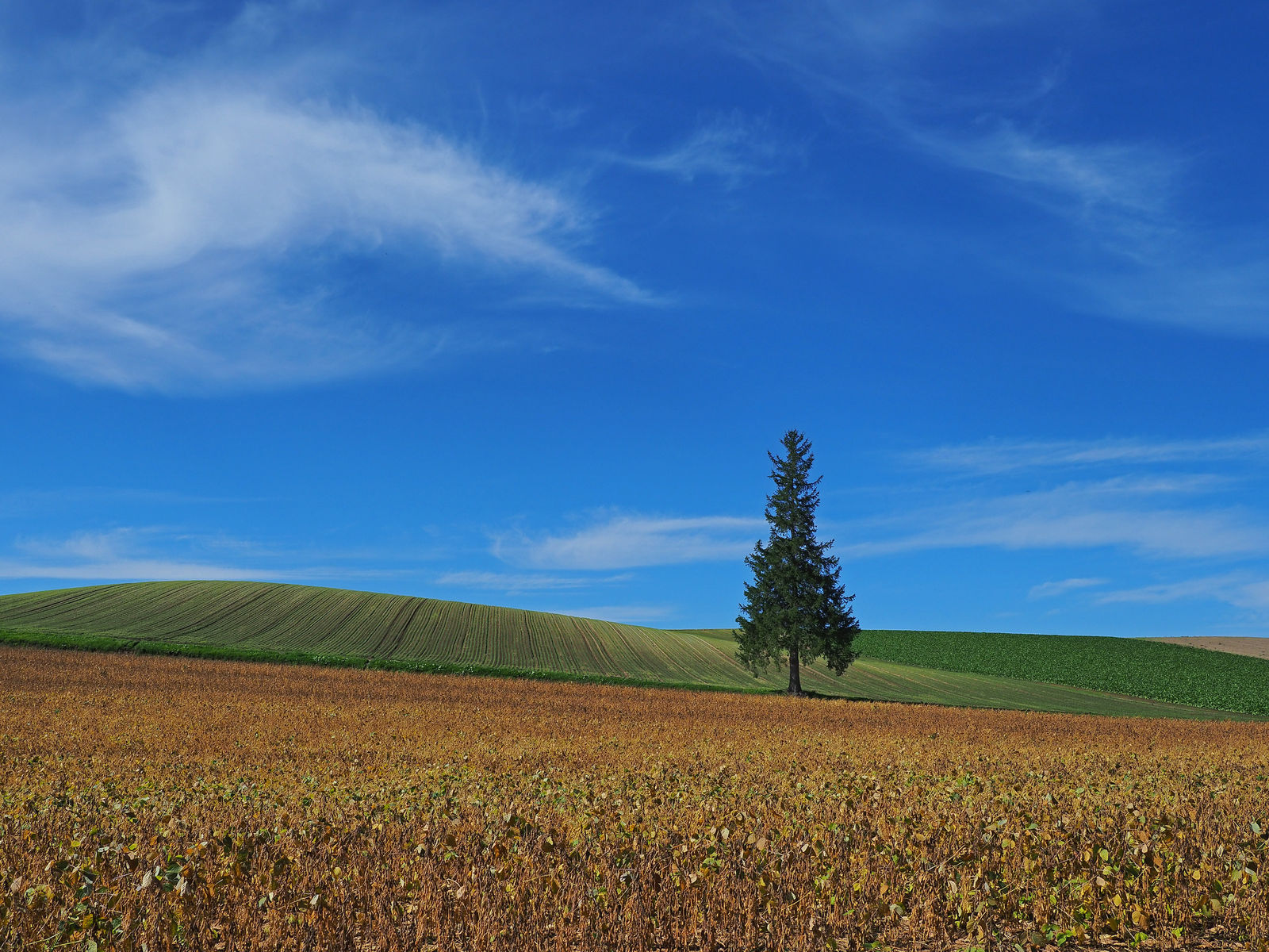 丘の旅人 美瑛の丘をめぐる旅 17秋編 初日