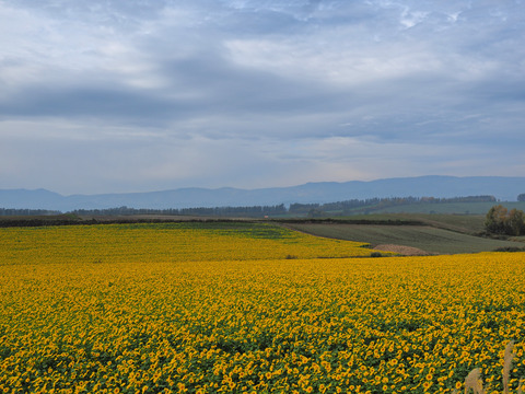PA171445@