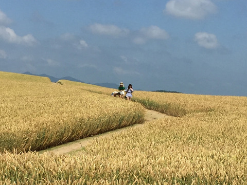小麦畑に侵入する外国人女性3人組