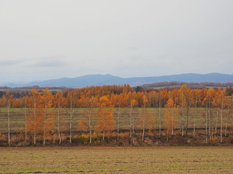 PA291106@