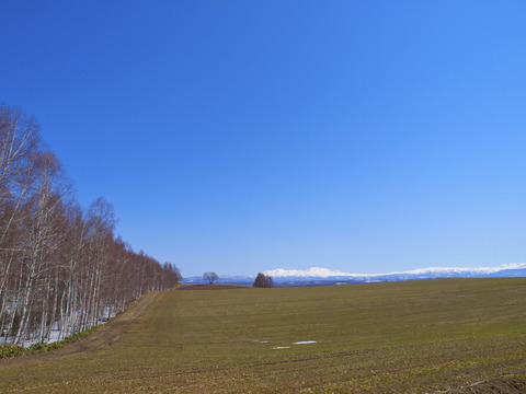 旭岳と白樺並木