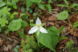 お花もけっこう咲いてます
