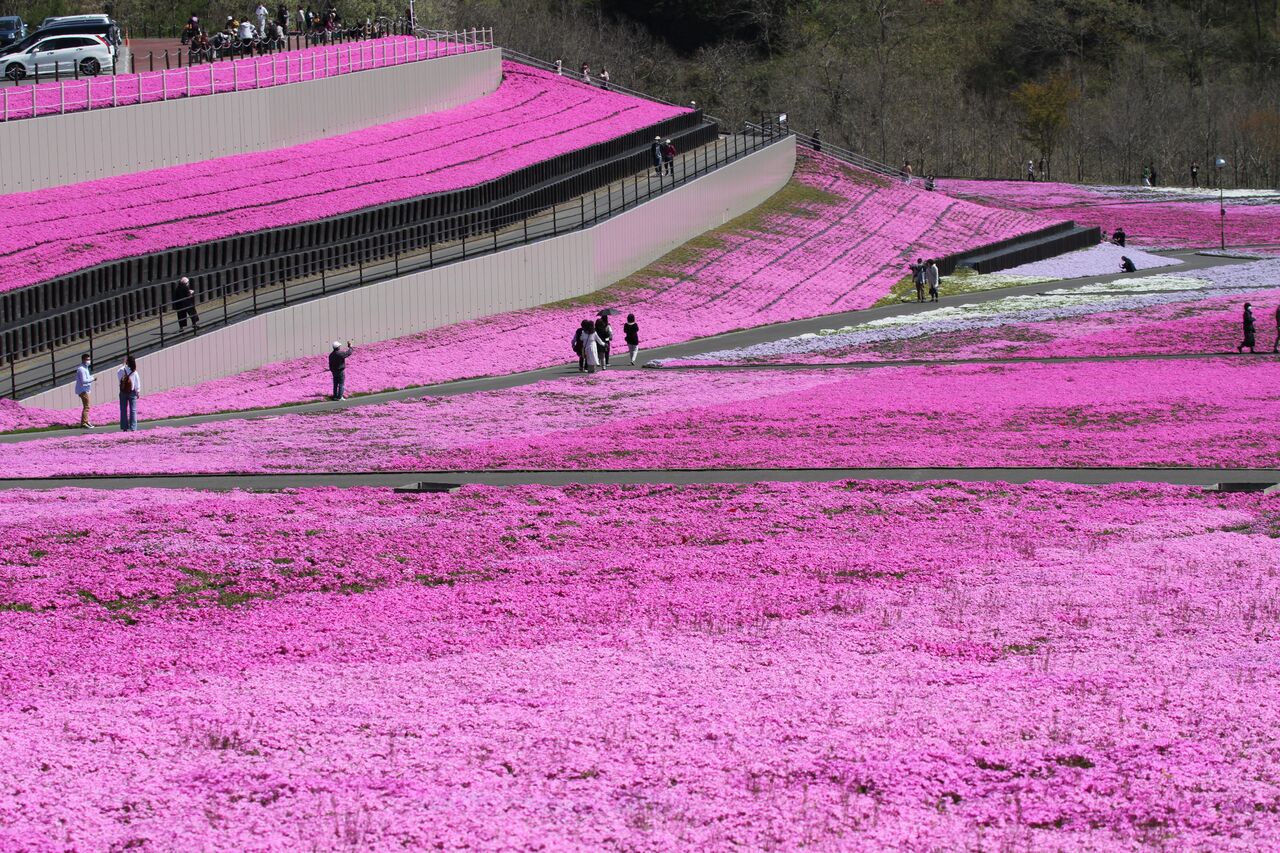 今年も行ってみました 市貝芝桜公園 Kawache番外編