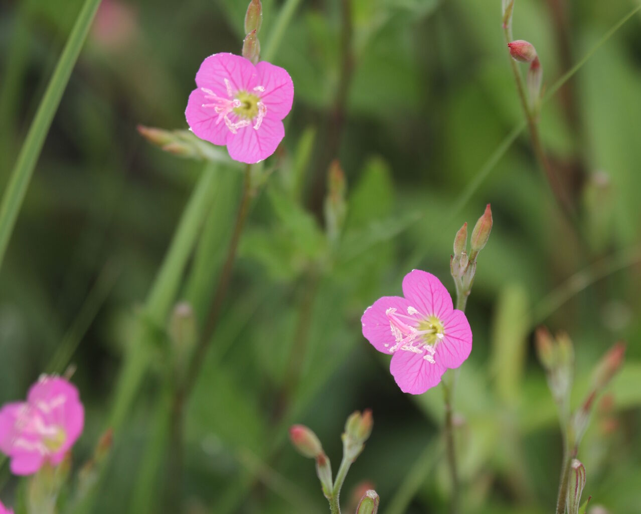 道端に咲いている雑草なのに Kawache番外編