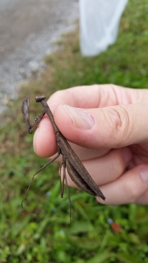 土手  カマキリ