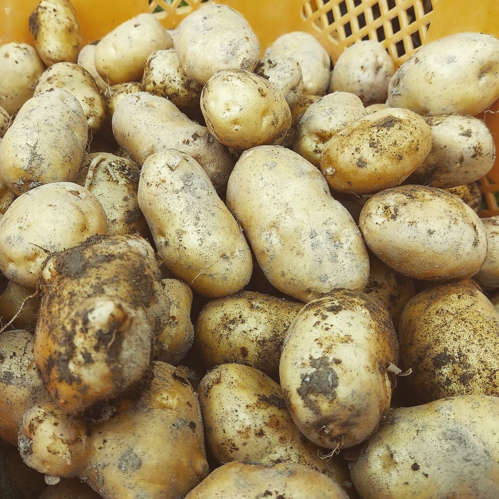 本川イモを収穫しました 旨味の詰まった在来品種のジャガイモ 大川村の下剋上 元 日本一人口が少ない村の日々 本川イモを収穫しました 旨味の詰まった在来品種のジャガイモ 大川村の下剋上 元 日本一人口が少ない村の日々