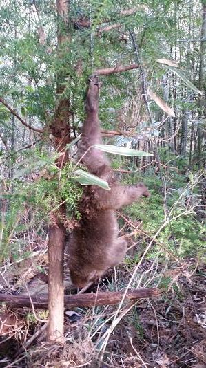 電気柵作り サルから農作物を守り抜け 大川村の下剋上 元 日本一人口が少ない村の日々