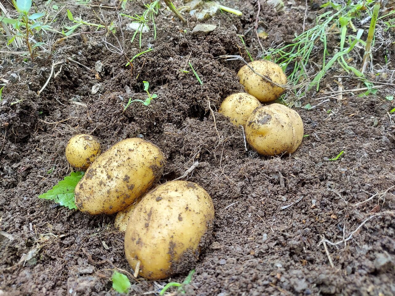 本川イモを収穫しました 旨味の詰まった在来品種のジャガイモ 大川村の下剋上 元 日本一人口が少ない村の日々 本川イモを収穫しました 旨味の詰まった在来品種のジャガイモ 大川村の下剋上 元 日本一人口が少ない村の日々