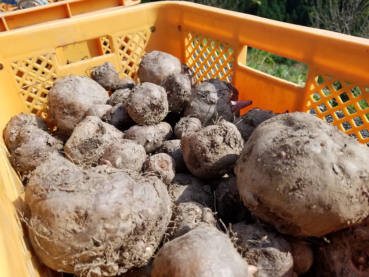 こんにゃく芋を植えました 大川村の郷土食材 大川村の下剋上 元 日本一人口が少ない村の日々