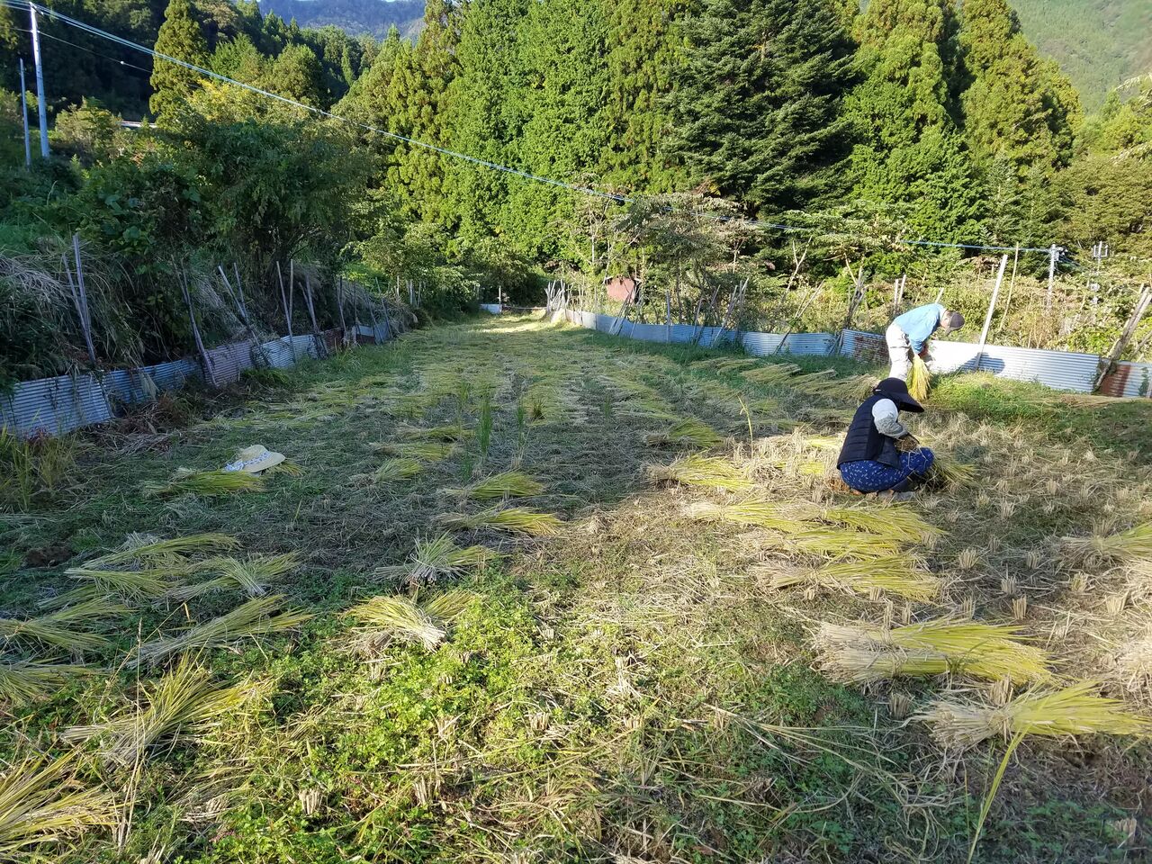 稲刈り はぜ掛けをしました 大川村の下剋上 元 日本一人口が少ない村の日々