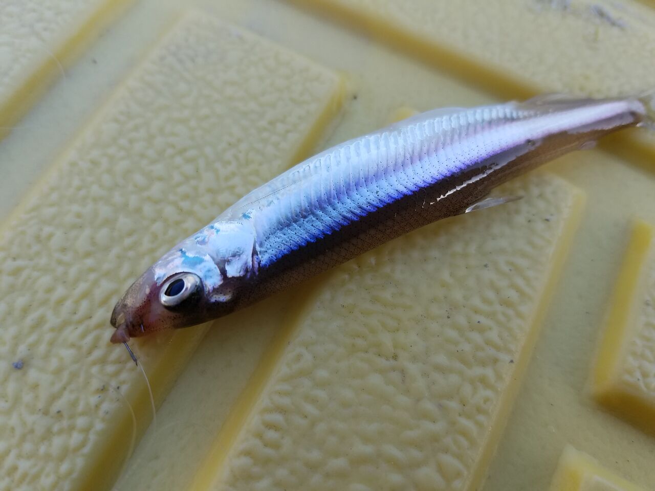 早明浦ダムでワカサギを釣りました 役場前の桟橋から釣りができます 大川村の下剋上 日本一小さな村の記録 早明浦ダムでワカサギを釣りました 役場前の桟橋から釣りができます 大川村の下剋上 日本一小さな村の記録