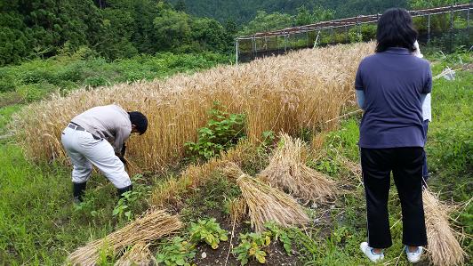 小麦の収穫 小麦から見る大川の歴史 大川村の下剋上 日本一小さな村の記録 小麦の収穫 小麦から見る大川の歴史 大川村の下剋上 日本一小さな村の記録