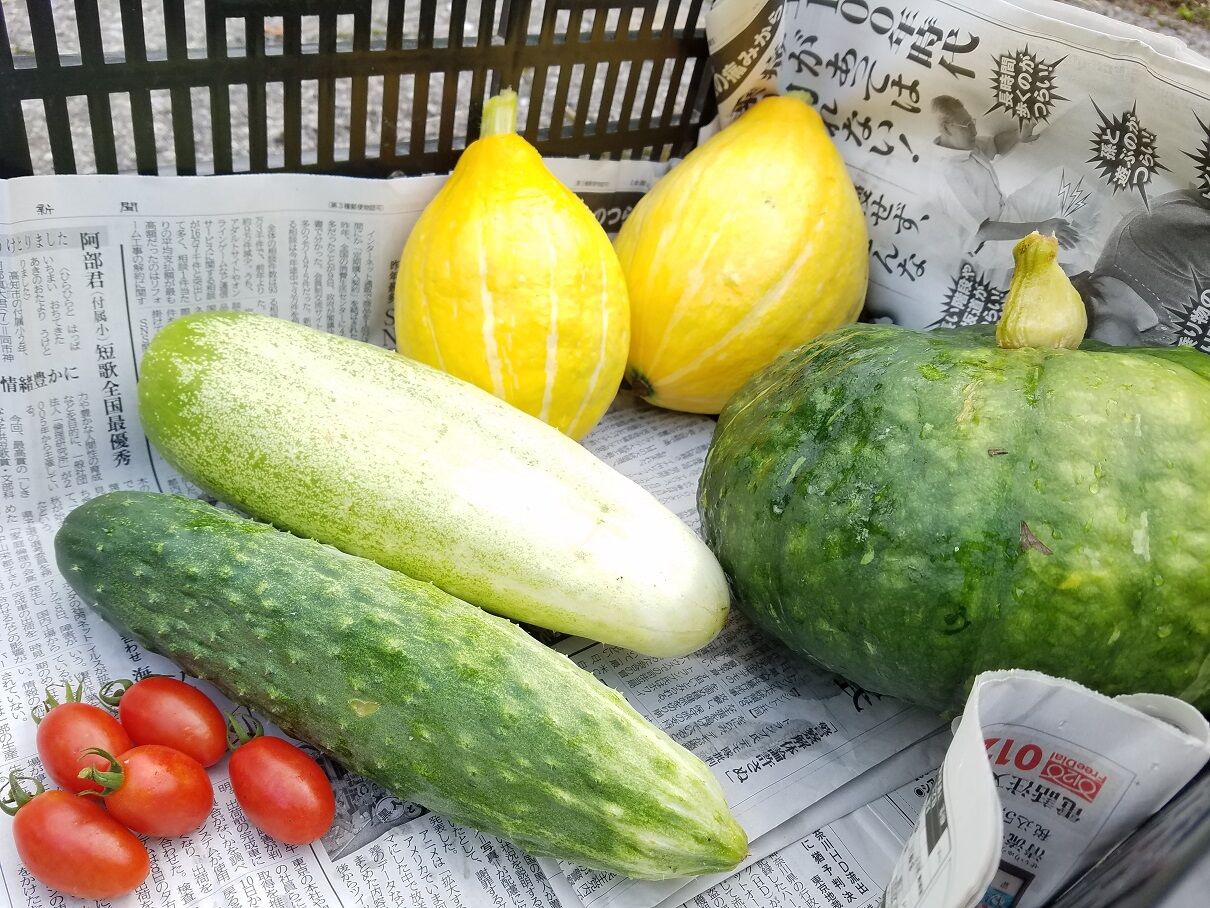 大川村の夏野菜 山で育った美味しい野菜はいかがですか 大川村の下剋上 日本一小さな村の記録