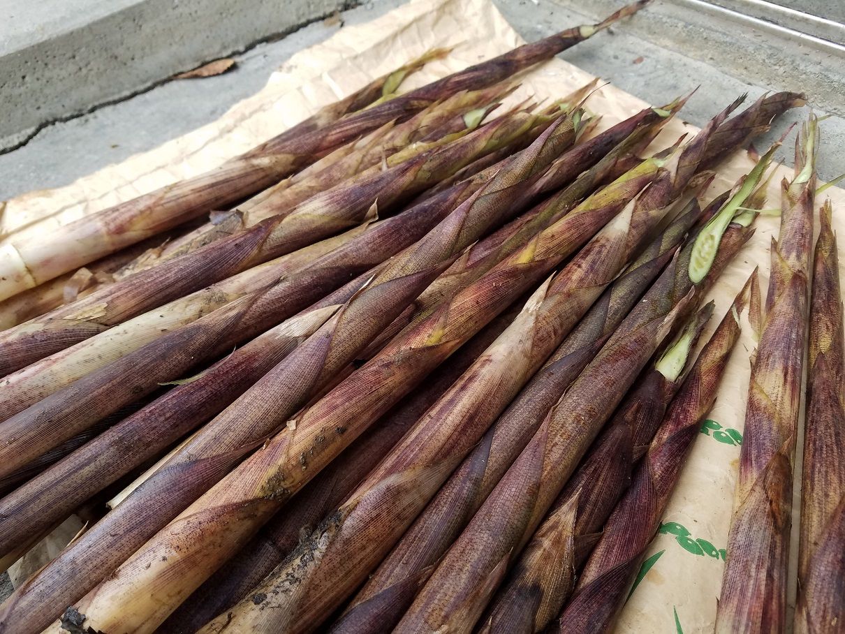 四方竹を収穫しました 秋に採れる珍しいタケノコ 大川村の下剋上 元 日本一人口が少ない村の日々