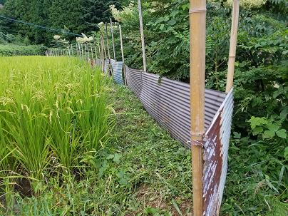トタン柵で獣害対策！ ～イノシシの侵入から田んぼを守る！～ : 大川村 