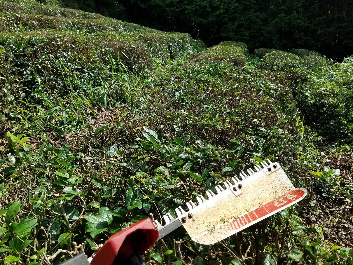 茶の剪定をしています 大川村の下剋上 元 日本一人口が少ない村再建の記録 茶の剪定をしています 大川村の下剋上 元 日本一人口が少ない村再建の記録