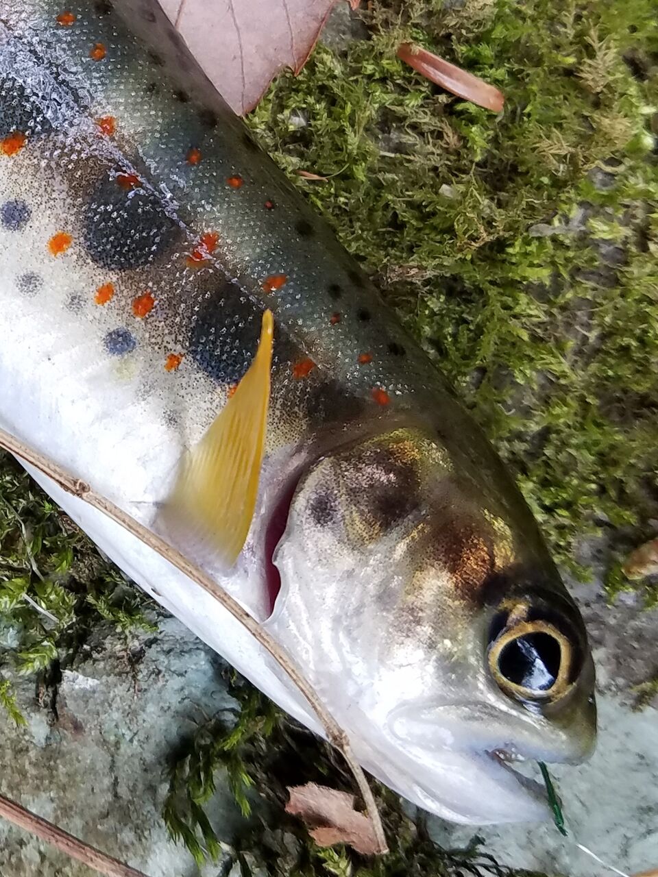 アメゴ釣りのシーズンが始まりました 赤い斑点が美しい渓流の女王 大川村の下剋上 元 日本一人口が少ない村の日々