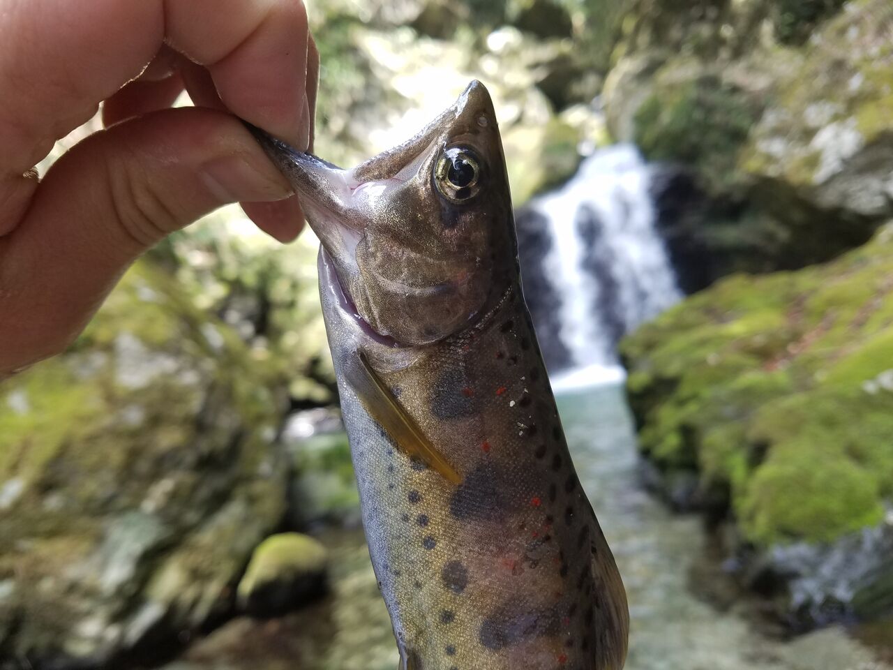 アメゴ釣りのシーズンが始まりました 赤い斑点が美しい渓流の女王 大川村の下剋上 元 日本一人口が少ない村の日々