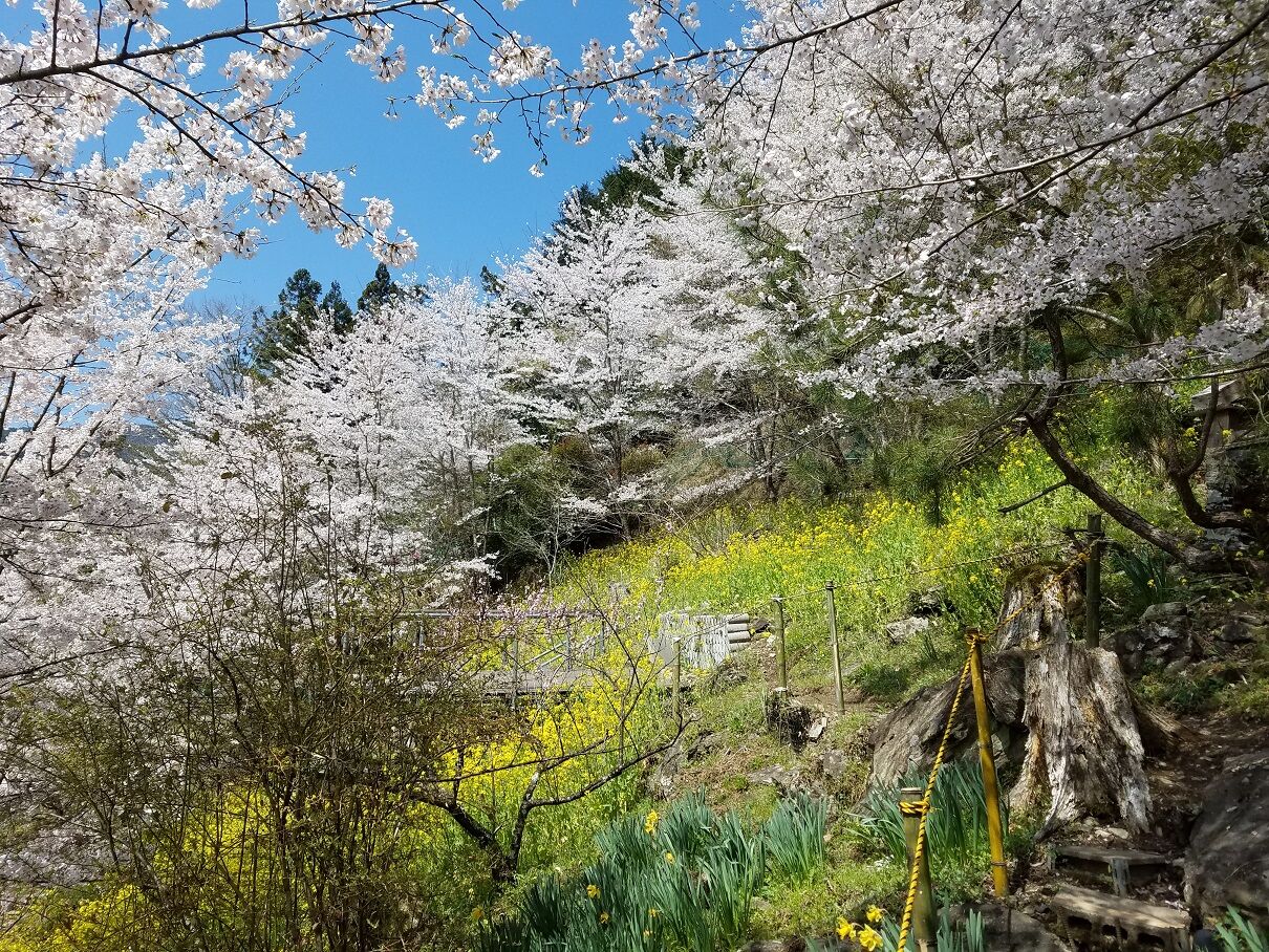 大川村さくら祭がスタートしました 厳重なコロナ対策を行っています 大川村の下剋上 日本一小さな村の記録
