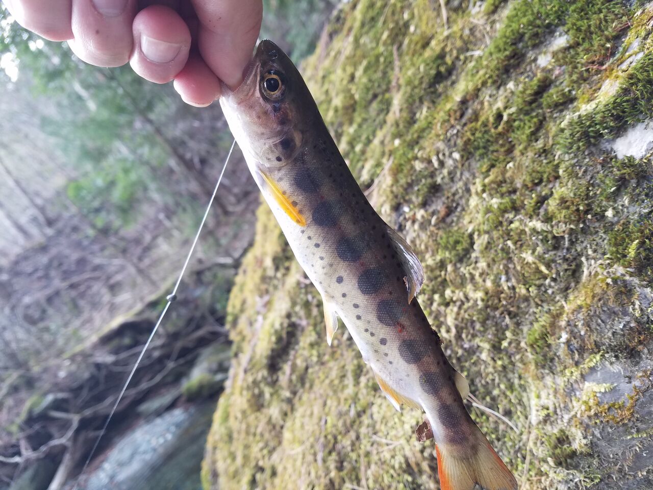 アメゴ釣りのシーズンが始まりました 赤い斑点が美しい渓流の女王 大川村の下剋上 元 日本一人口が少ない村の日々