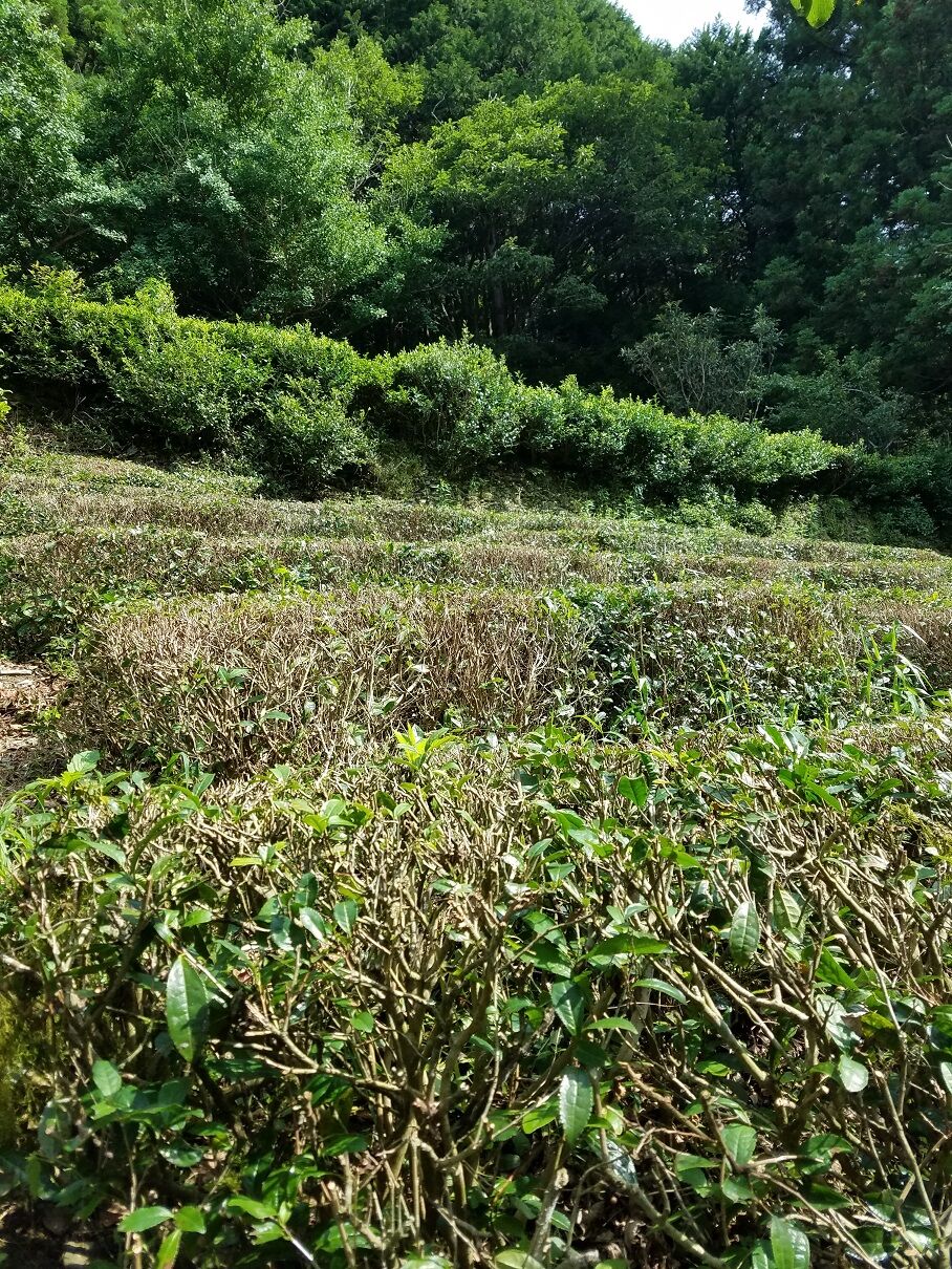 茶の剪定をしています 大川村の下剋上 元 日本一人口が少ない村再建の記録 茶の剪定をしています 大川村の下剋上 元 日本一人口が少ない村再建の記録