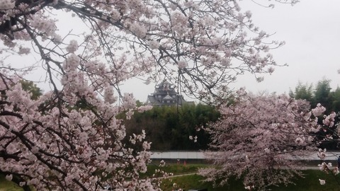 岡山城 と 桜DSC_0343 aa