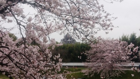 岡山城　と　桜DSC_0343 aa