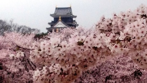 岡山城 と 桜DSC_0500 aa