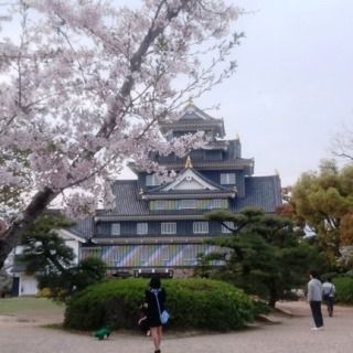 岡山城とさくら DSC_0665 - コピー - コピー のコピー