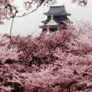 岡山城　と　桜　絶景　DSC_0379