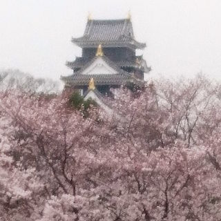 岡山城とさくら　桜