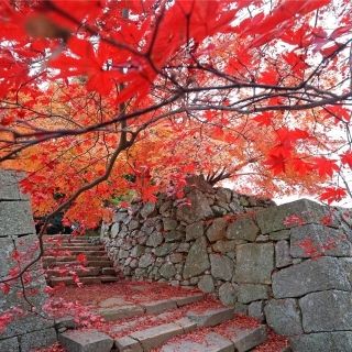 津山　紅葉　鶴山公園