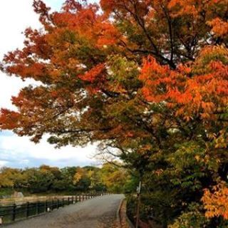 岡山城　紅葉