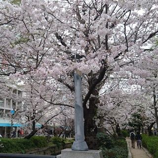 岡山　桜が満開　西川緑道公園 ww