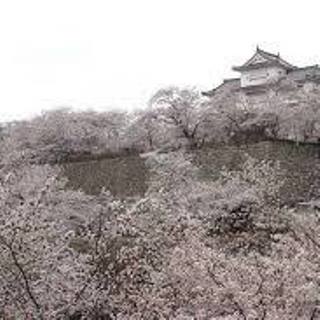 津山さくらまつり 鶴山公園