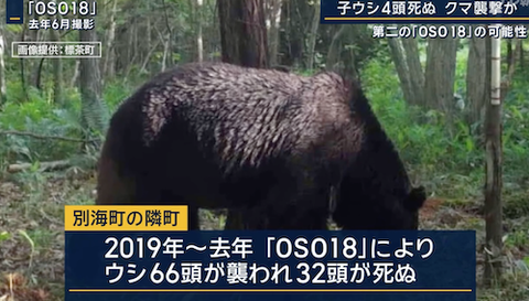 14クマ