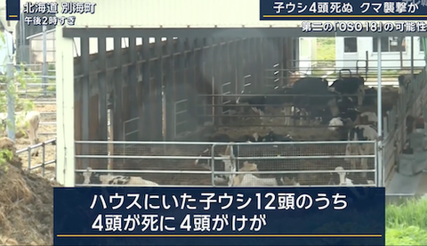 12クマ