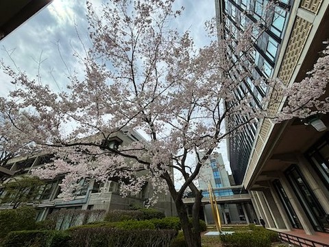 岡山県庁 醍醐桜8
