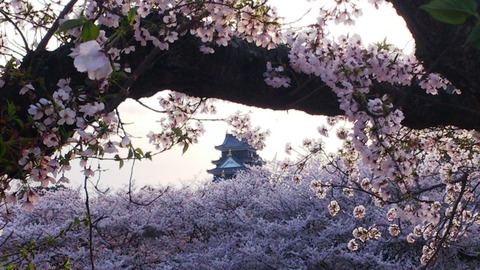 岡山城 と桜 枠DSC_1723