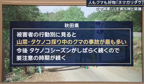11クマ