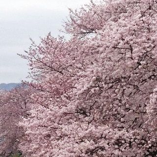 岡山市・後楽園東側の旭川河川敷 01