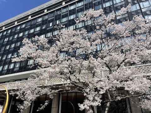 岡山県庁 醍醐桜v