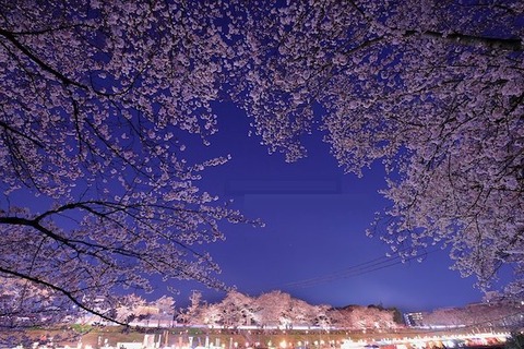 岡山　さくらカーニバル600