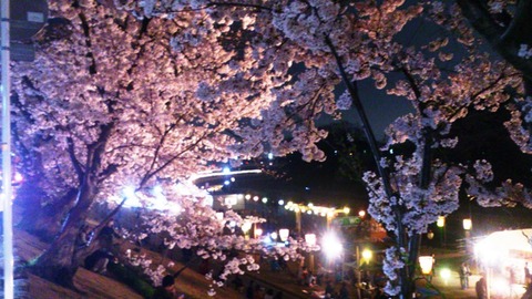 おかやまさくらカーニバル 夜桜DSC_1794